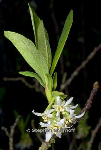 oemlaria cerasiformis 1 graphic